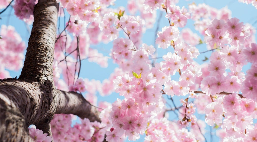 Embrace the Season of Renewal.