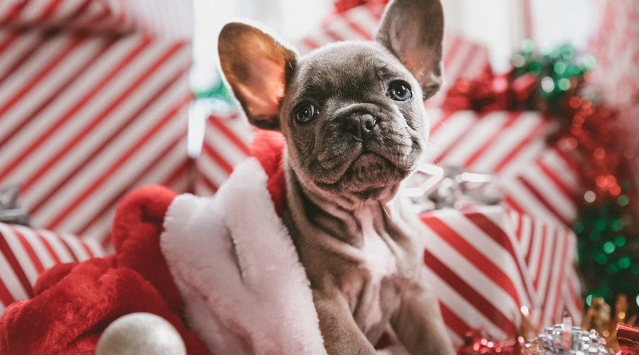 Navigating the Holiday Hustle: Strategies for Stress-Free Celebrations
